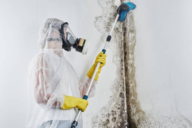 Home Mold Removal in Mescal, AZ