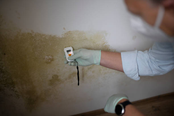 Best Certified Mold Removal  in Mescal, AZ