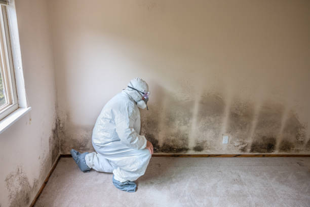 Best Residential Mold Removal  in Mescal, AZ